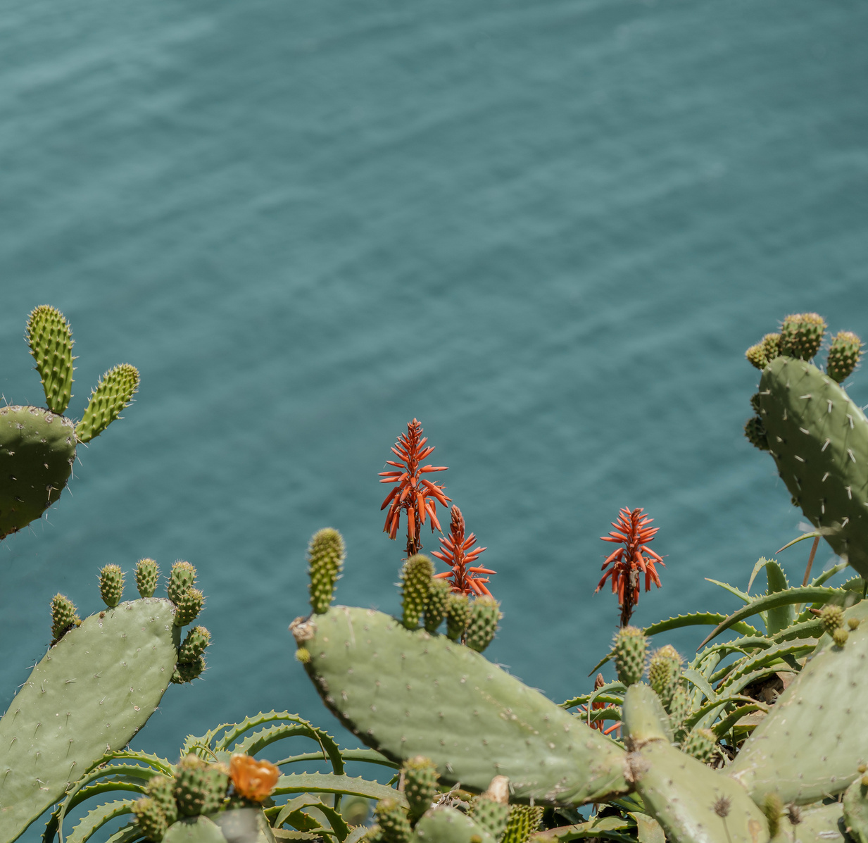 Cactus by the ocean, summer background, with copy space